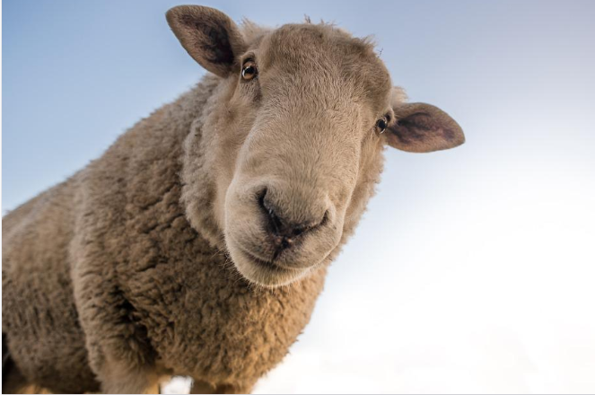 animal sheep